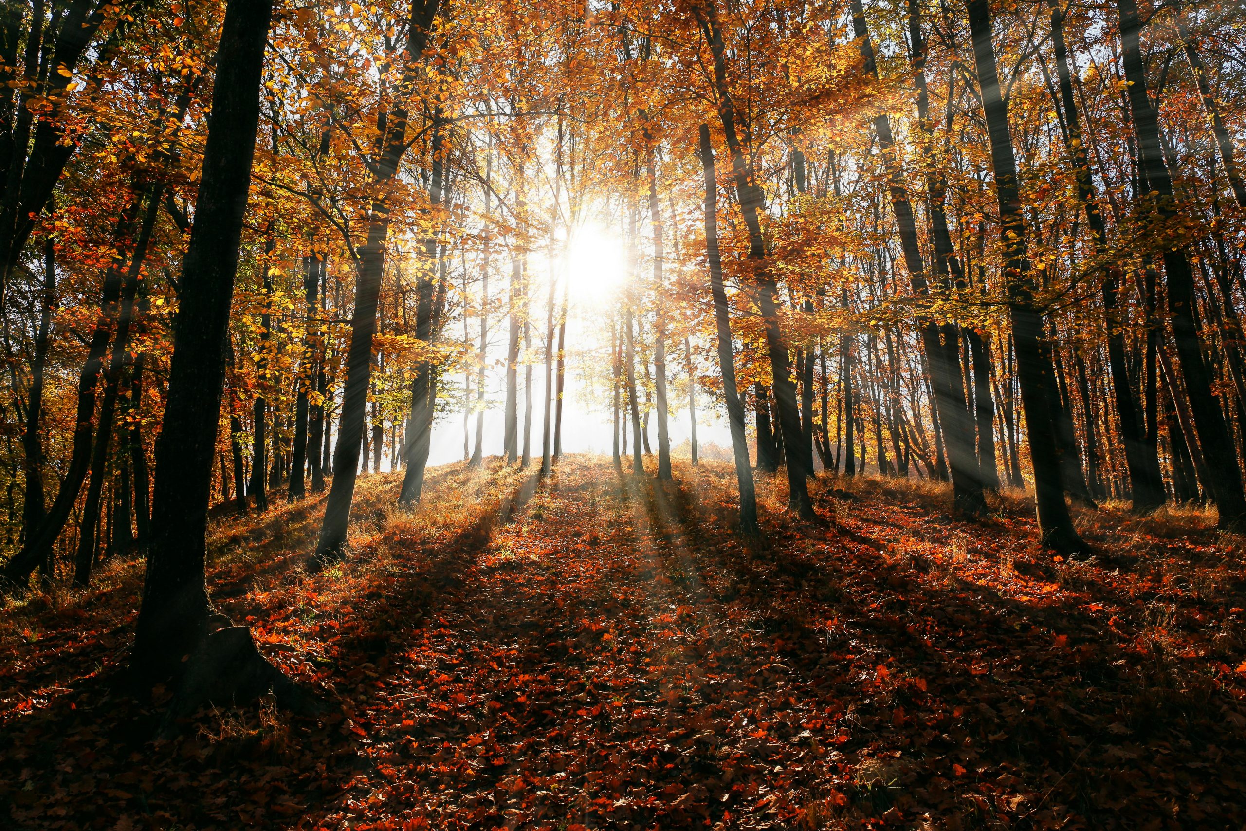 Tarotspread Mabon